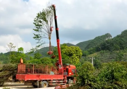 吊树木吊车